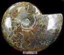 Cleoniceras Ammonite Fossil - Madagascar #32532-1